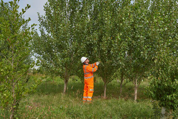 HS2 celebrates five years of tree planting and habitat creation in National Tree Week